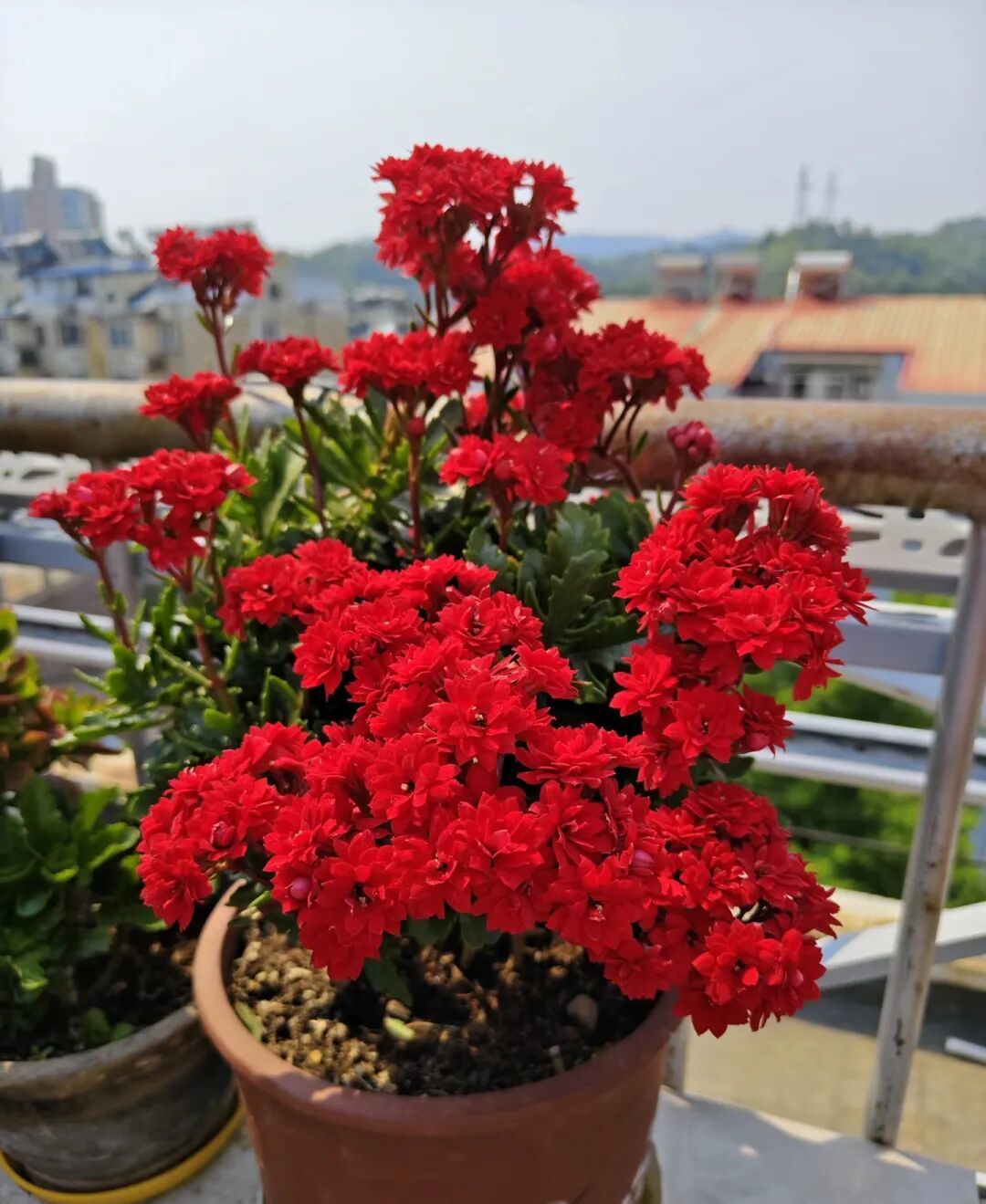 这几种长寿花适合过年养!安排上,热热闹闹开花到春天