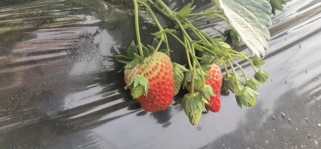 关于构建LS县草莓全产业链的思考