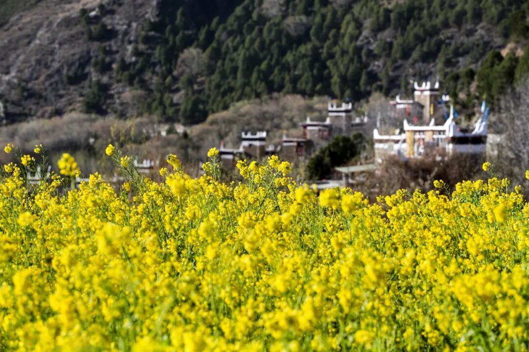 【2026春季赏花地图更新】6大顶流目的地，花期有限，现在规划刚刚好！