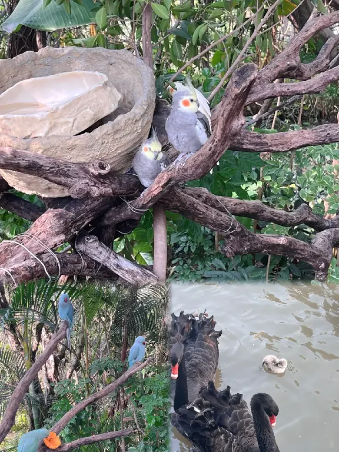 长隆飞鸟乐园!爱鸟人士的疯狂动物城🦩🦦🦩
