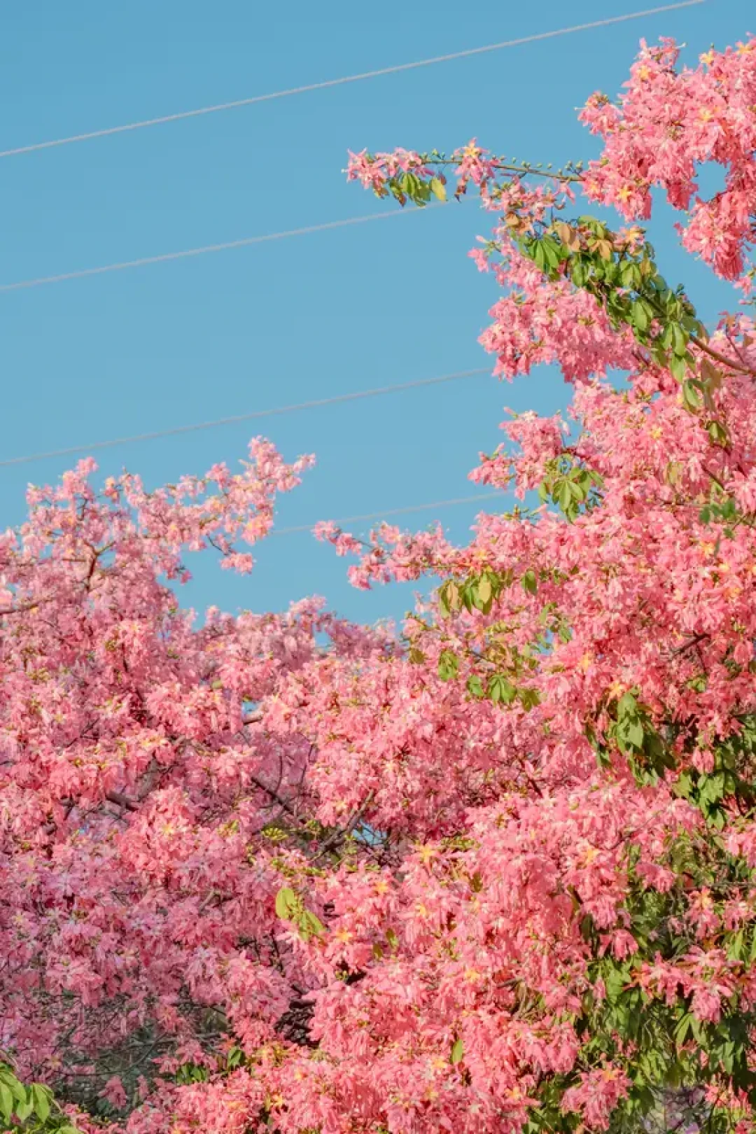 冬日粉花手机Lr调色参数🌸拿捏温柔氛围感