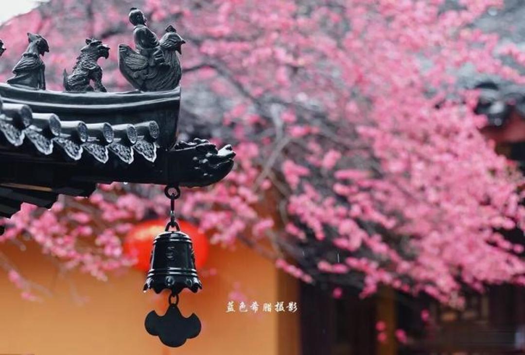 红梅如何拍出高级感?和古建筑同框,禅意和国风的氛围感拉满