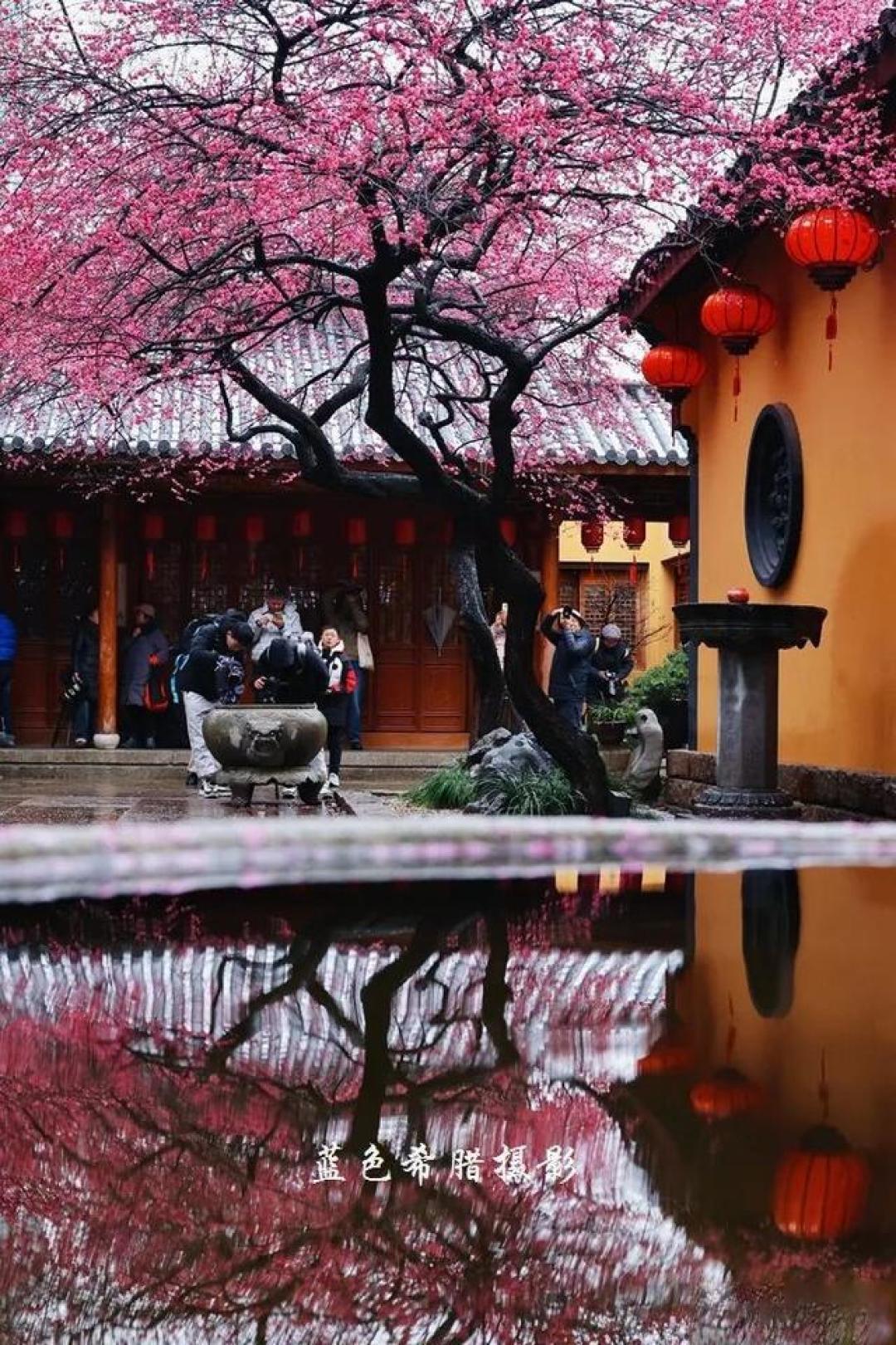 红梅如何拍出高级感?和古建筑同框,禅意和国风的氛围感拉满
