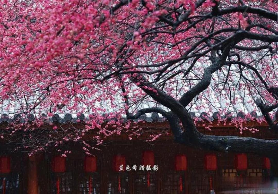 红梅如何拍出高级感?和古建筑同框,禅意和国风的氛围感拉满