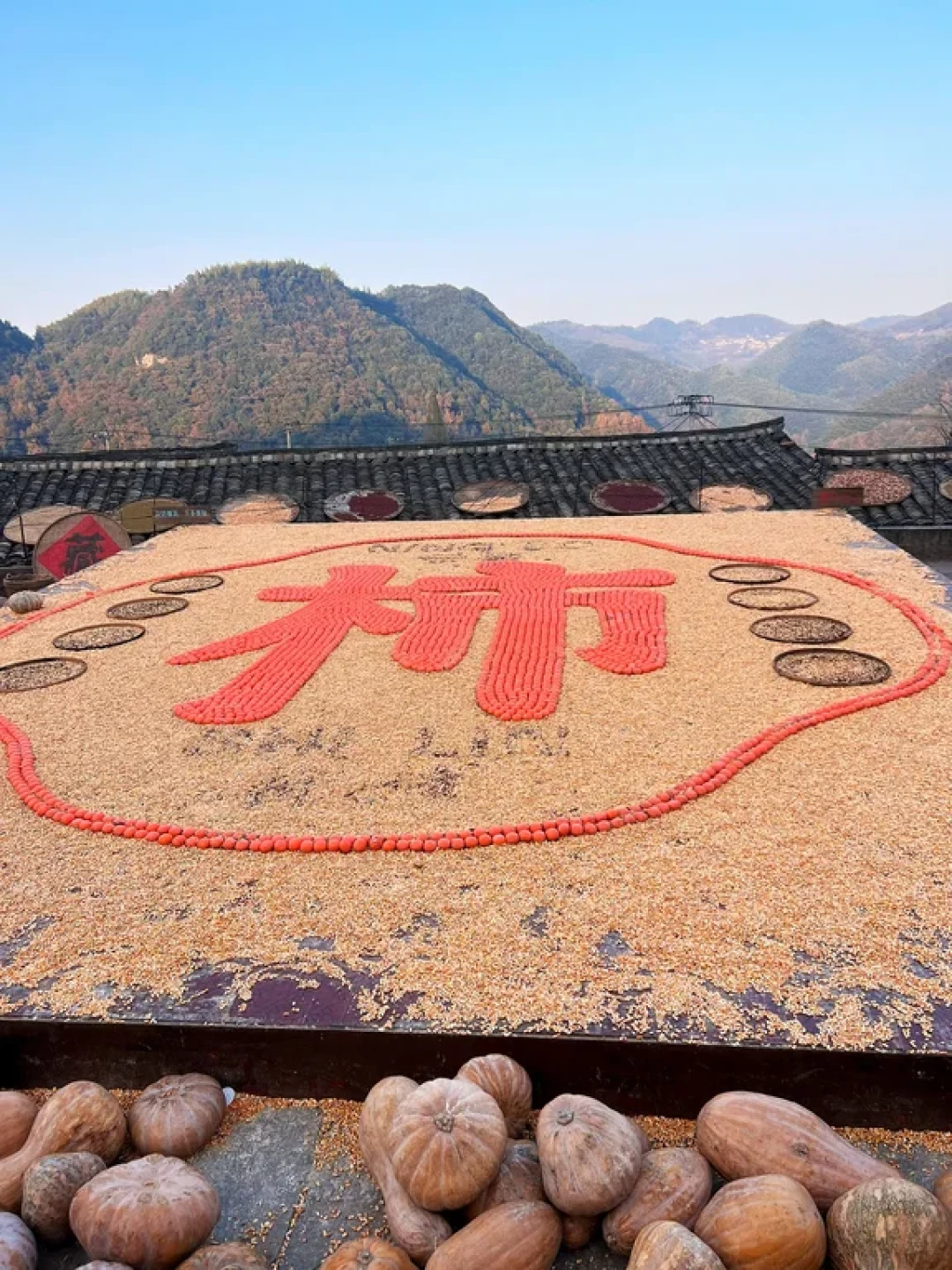 宁波“篁岭”🌸秋天亲子最友好的徒步路线了✔️
