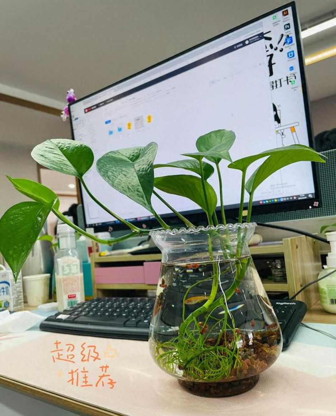 江苏一女子,因在“绿萝瓶”里养出“水下小森林”走红,好治愈吖