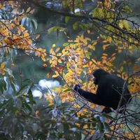 【2026寒假】守望树冠精灵亲子营 | 哀牢山无量山保护区科考寻长臂猿灰叶猴,探索原始森林秘境瀑布,解锁天然物种基因库!