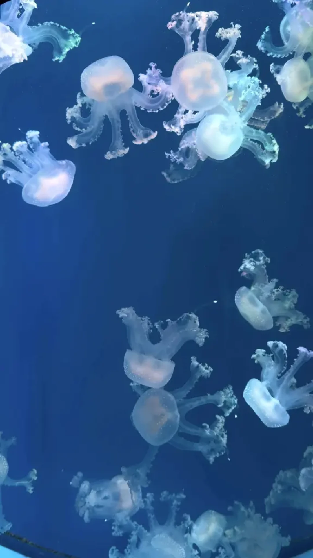 一场说走就走的错峰之旅–郑州海昌海洋公园