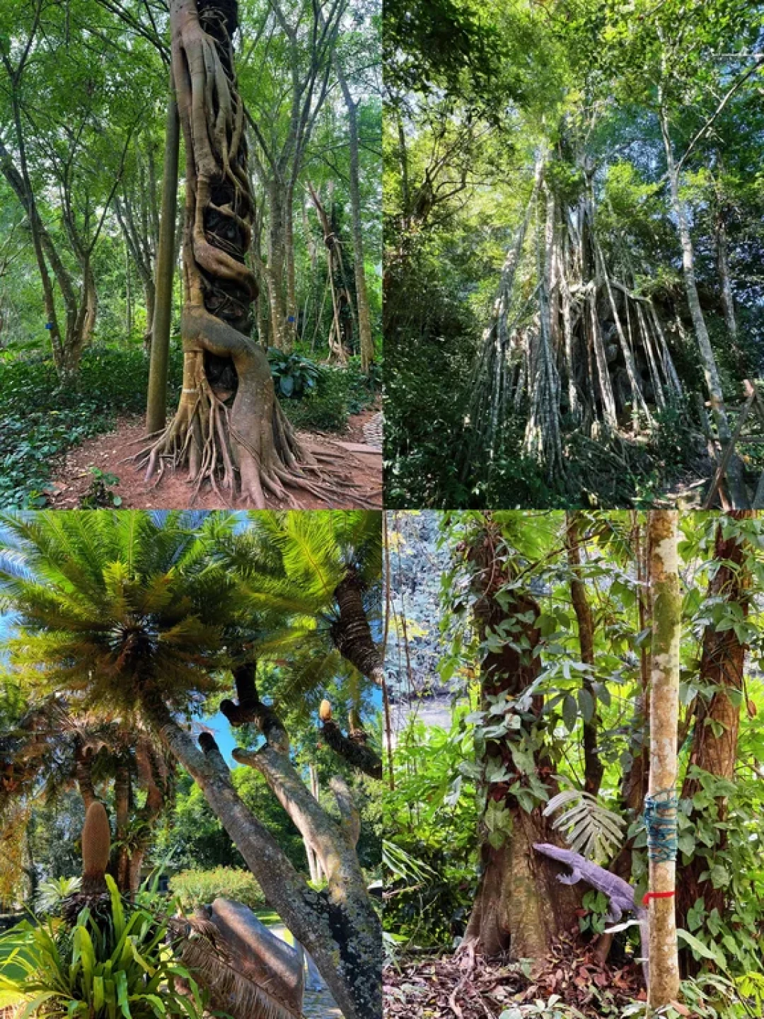 版纳植物园里的博物馆🌴展册和书籍