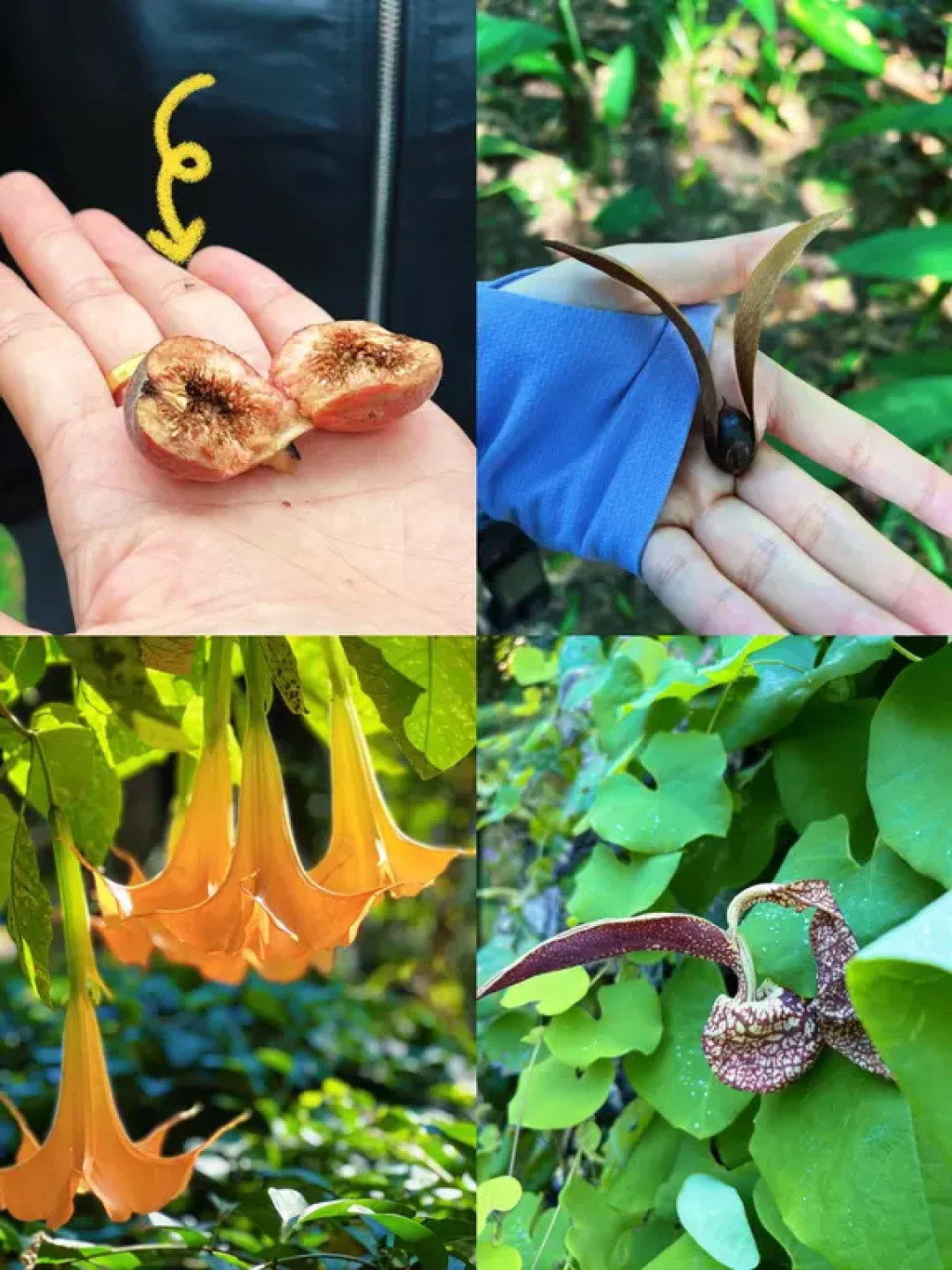 版纳植物园里的博物馆🌴展册和书籍