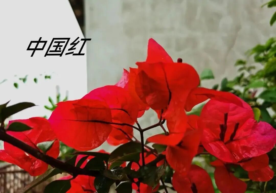 意外了！今年它成为“最佳年宵花”，网友：哇塞，喜庆又应景