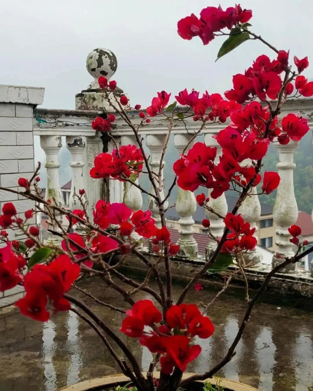 意外了！今年它成为“最佳年宵花”，网友：哇塞，喜庆又应景