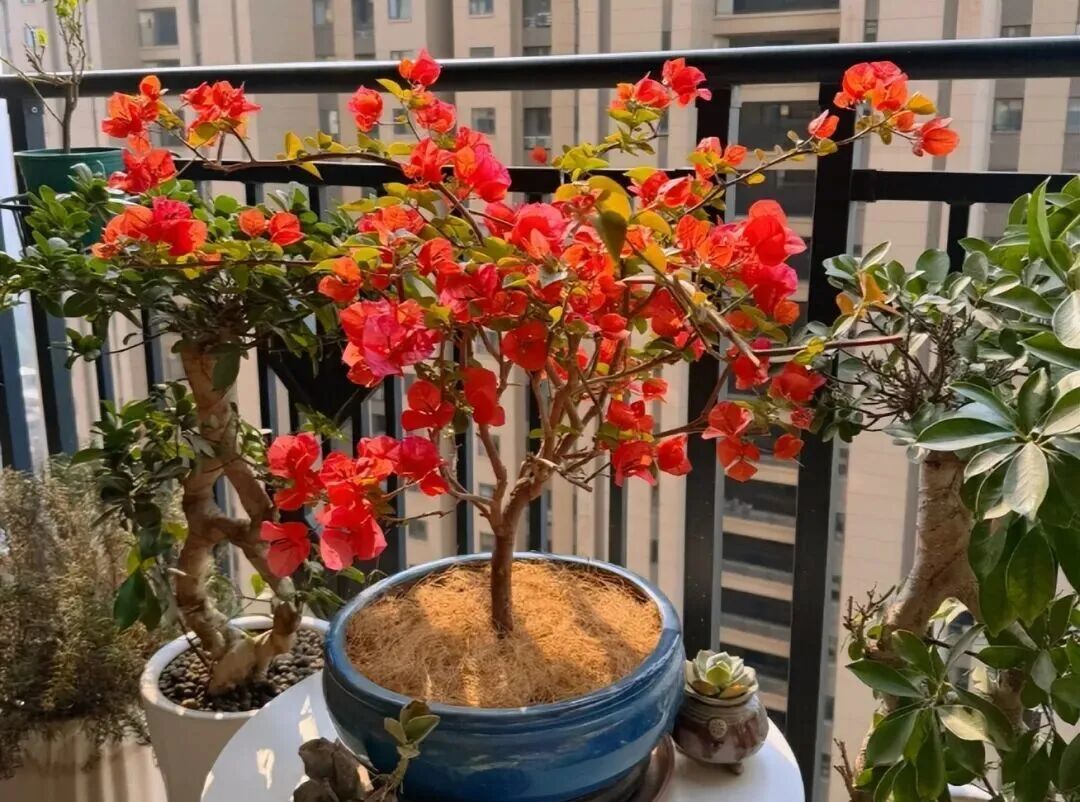 意外了！今年它成为“最佳年宵花”，网友：哇塞，喜庆又应景