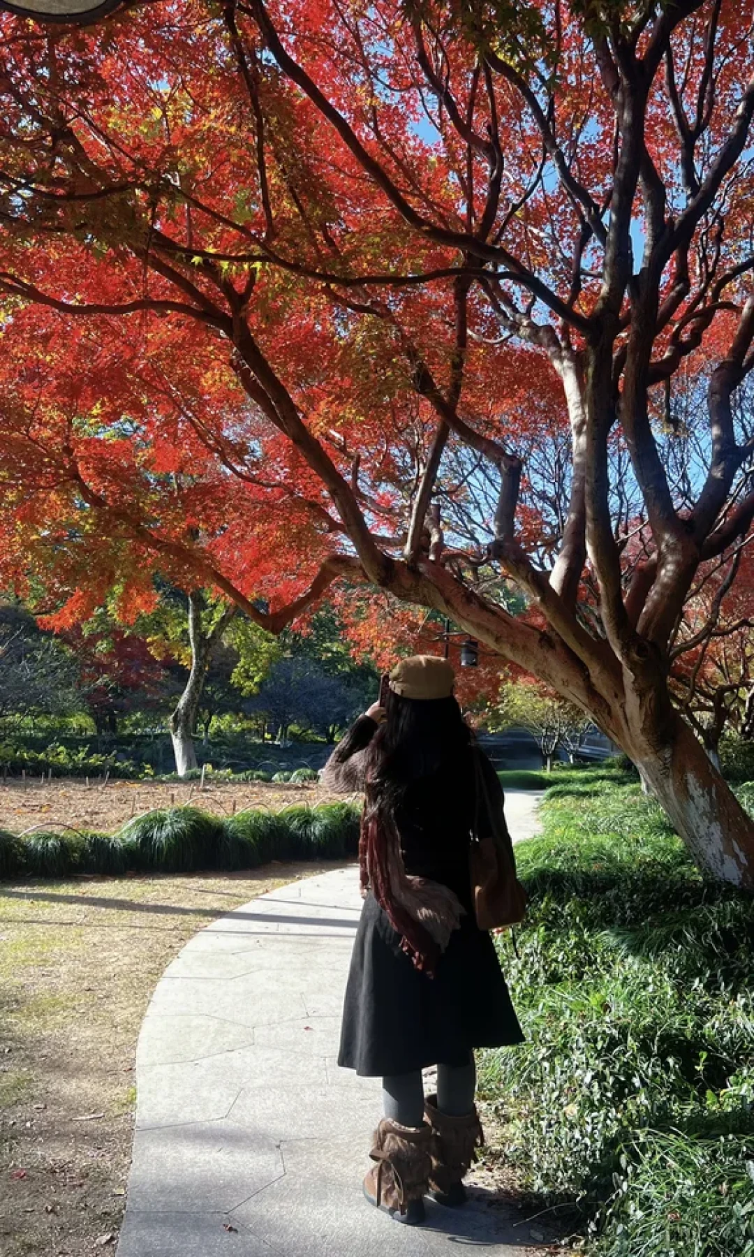 错过等一年!花港观鱼枫叶🍁已上线!!