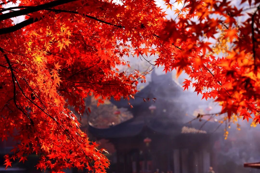 本周主线任务:赏枫!