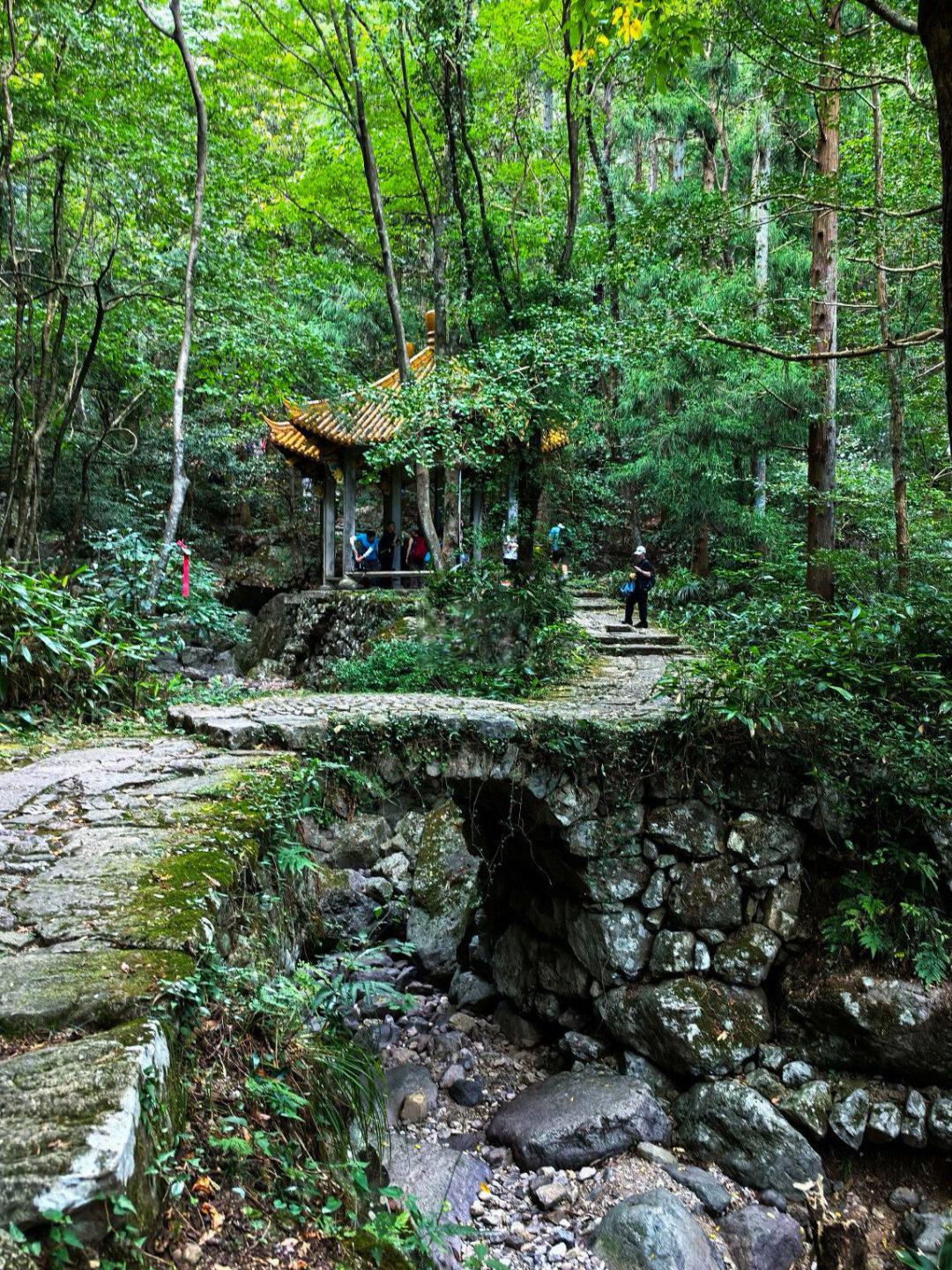 🔥江浙沪最美徒步路线|西天目山·大树王国