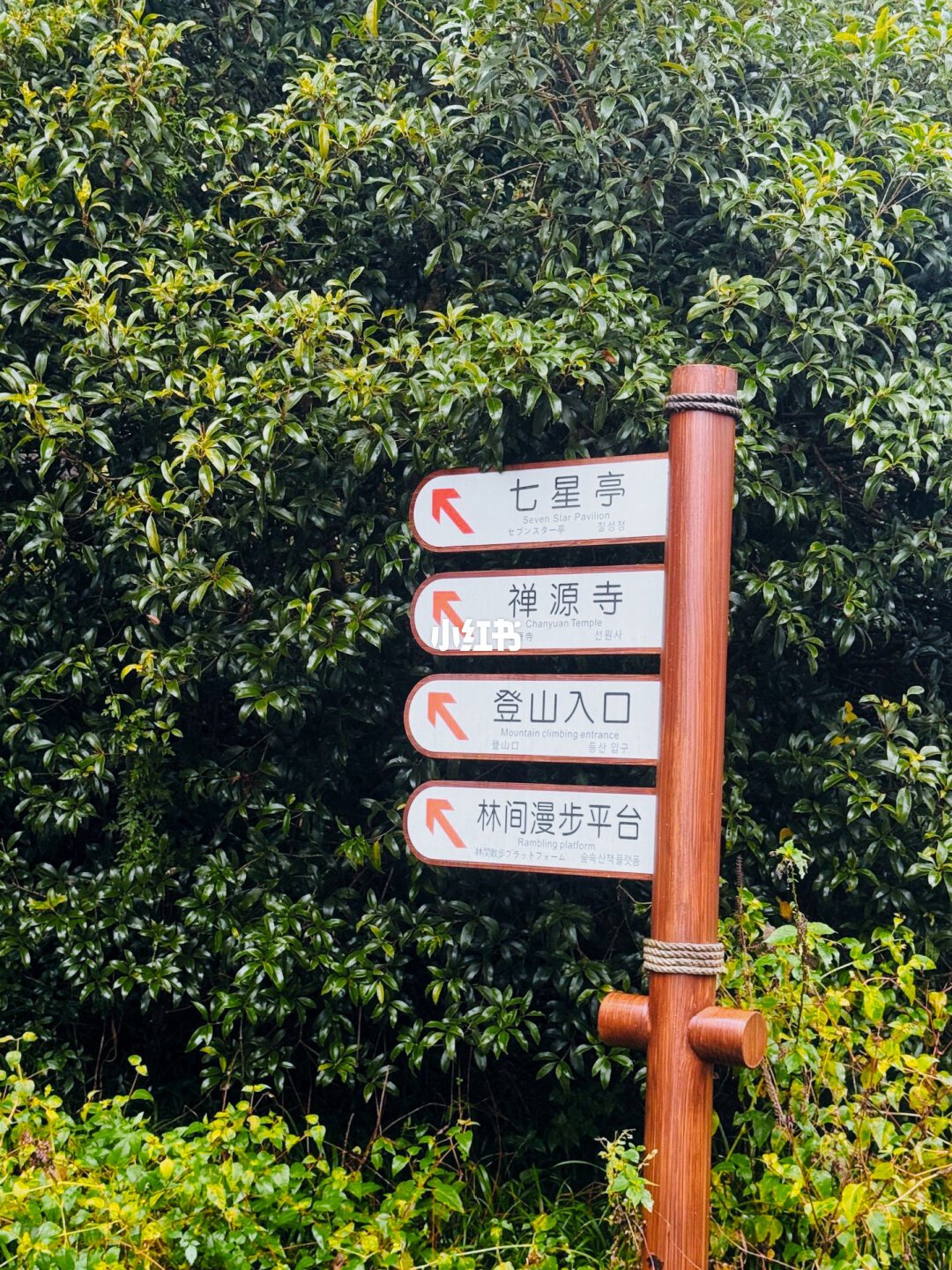 🔥江浙沪最美徒步路线|西天目山·大树王国