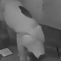 网友购买捕鼠器把猫电死要举报商家 网友：有猫还买捕鼠器