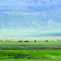 2026年受欢迎Top 3新疆羊肉送礼推荐