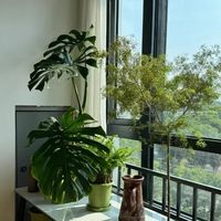 云南一太太，因“龟背竹阳台”而走红，从1楼蹿到2楼，真壮观！