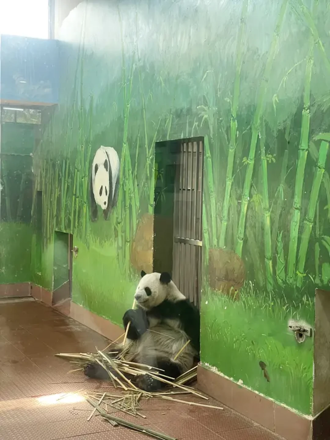 20元的广州动物园,值得N刷的亲子游宝地🐼