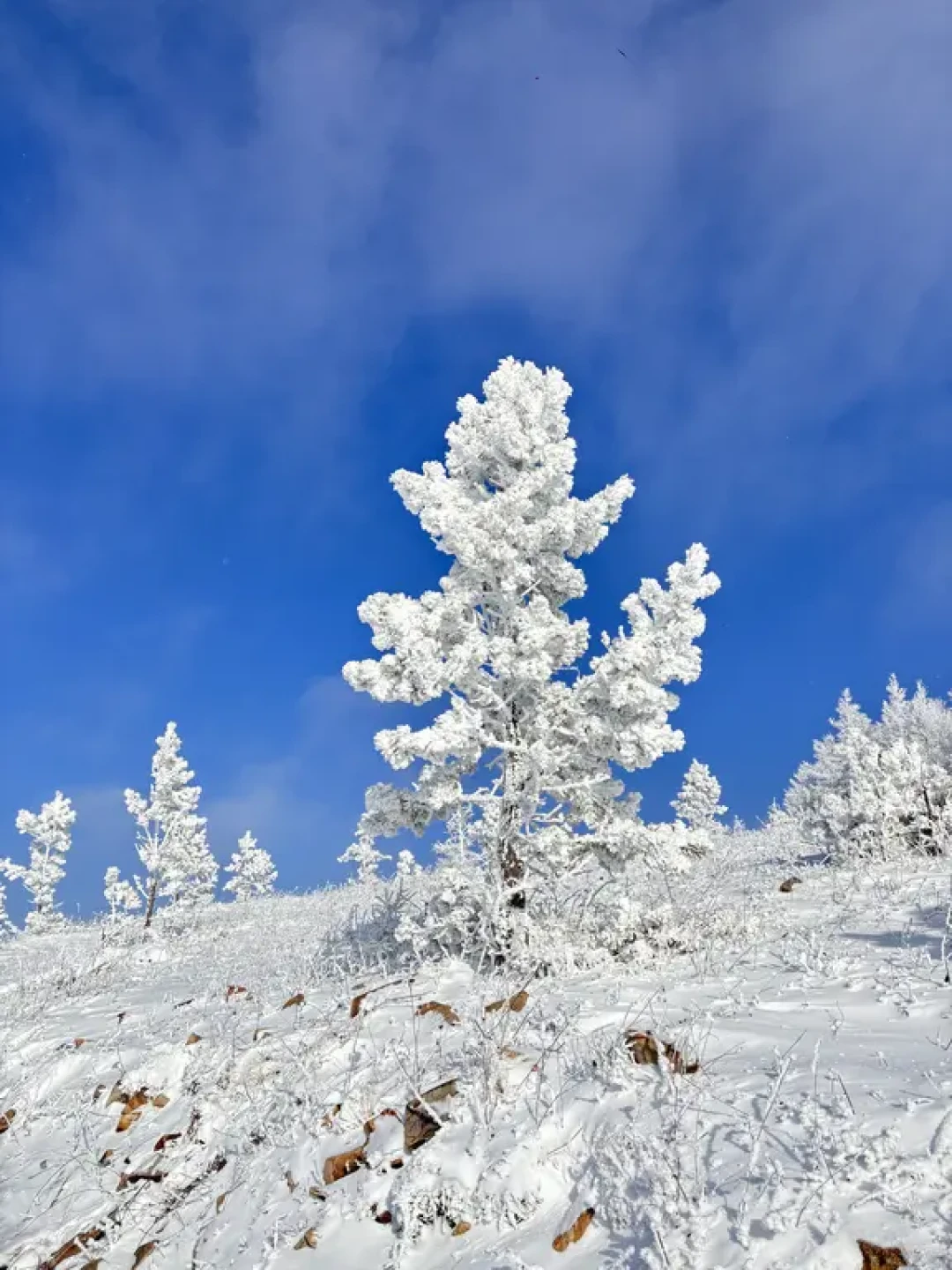 12.13桦皮岭新雪❄️值得一去 冲就是完事
