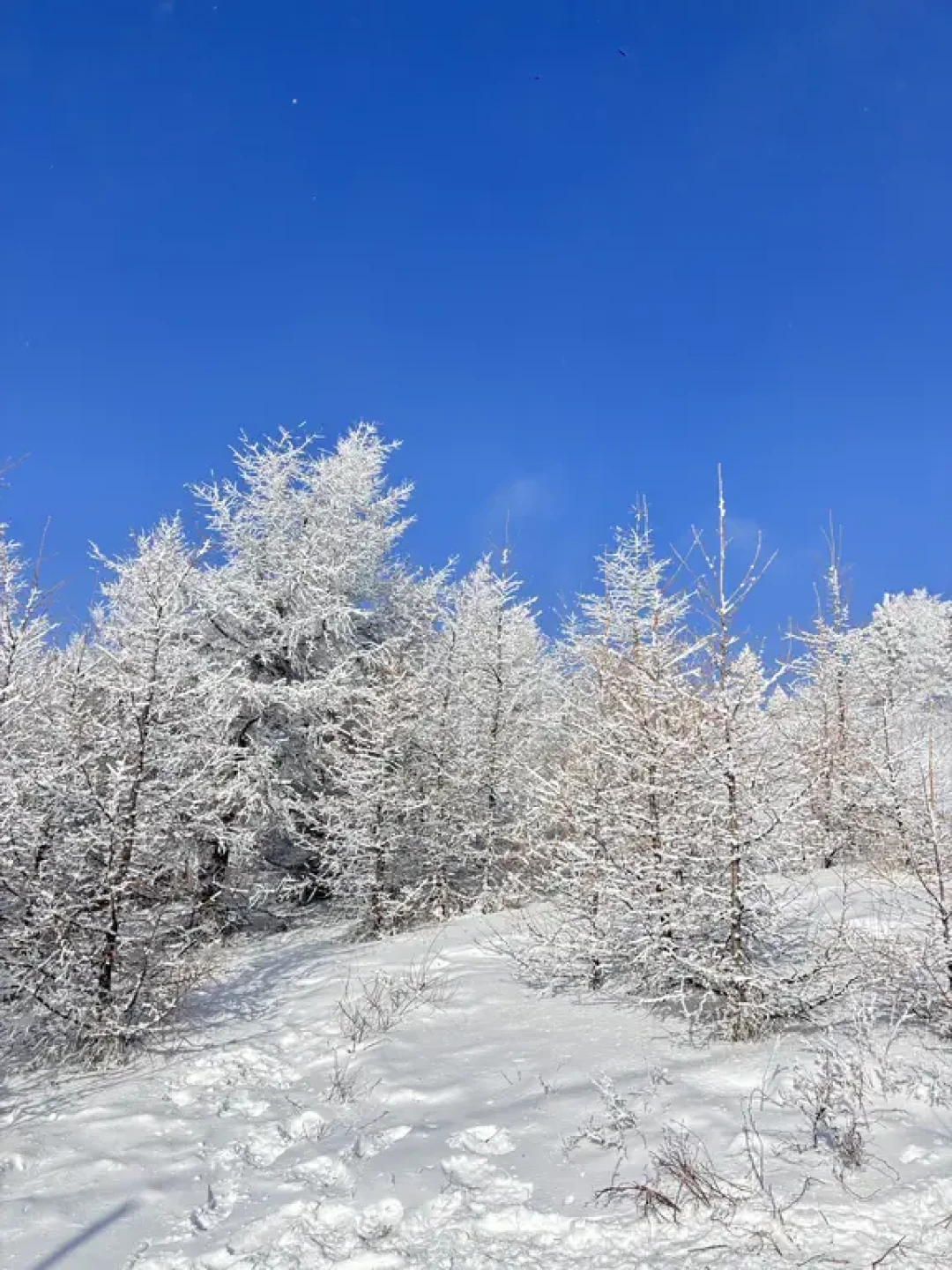 12.13桦皮岭新雪❄️值得一去 冲就是完事