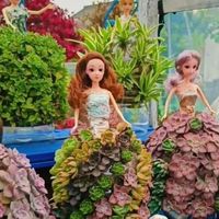 浙江一位小姐姐火了，用矿泉水瓶养多肉，网友：妥妥的视觉盛宴