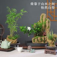 新手养不死的4盆茶台绿植，好看又有好寓意