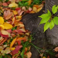 索尼α7C II深度评测：新手入门为何它是首选？轻巧、画质、对焦全解析