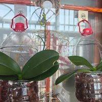 重庆一小女孩，用矿泉水瓶养蝴蝶兰，网友：太有创意，是个人才