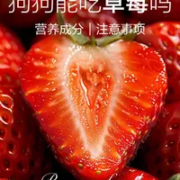 养狗人必备！「草莓投喂说明书」请查收🍓