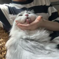 猫罐日记|✅Mjamjam纯肉低敏系列 鸵鸟