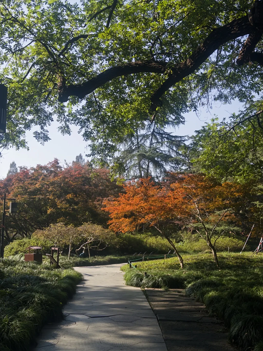 🍁红叶实况1123|西湖南侧秋色隐秘小环线