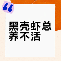 黑壳虾全凉凉！怎么提高存活率?