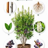 小叶女贞｜四季常青的治愈系小绿植🌿