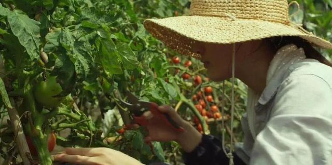 价格暴涨80%,曾经的平民“蔬菜之王”变刺客了?