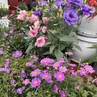 一年四季都有花看？这些“花期王者”要认识