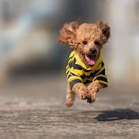 狗狗怕冷到自己拖暖气机？冬季保暖全攻略，铲屎官别做错了