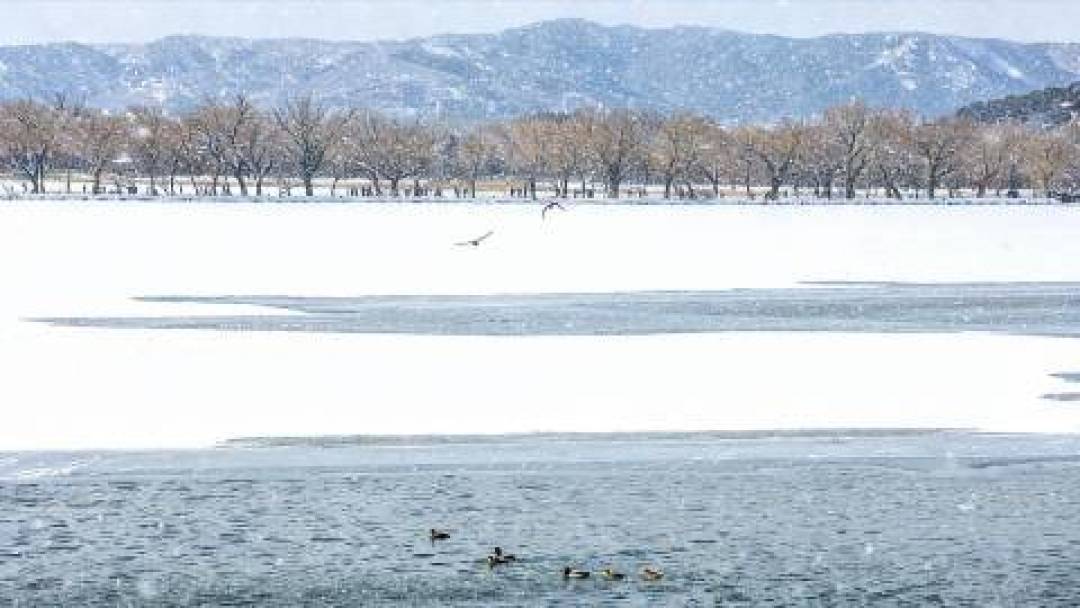 雪落颐和园，皇家园林变身水墨画卷，附最佳赏雪攻略