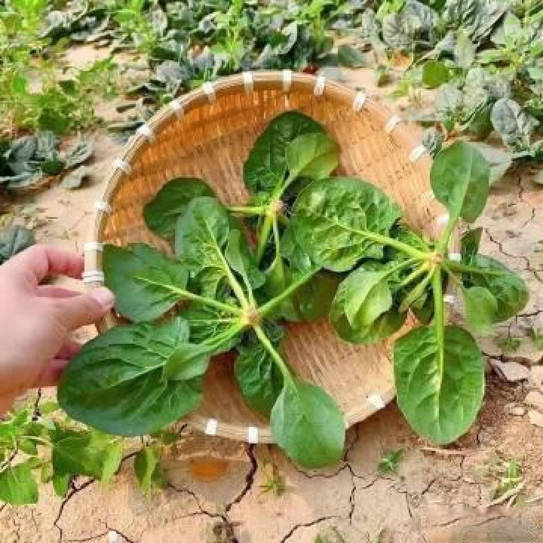 河南趴地菠菜火爆全网,高速绿通“鲜”达全国餐桌