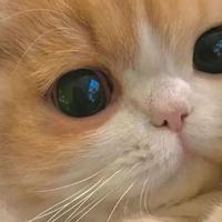 2026年口碑TOP10猫粮榜单，适配猫咪全龄营养需求！