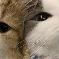 猫咪有“毛发困扰”？2026年美毛猫粮推荐，快码住！
