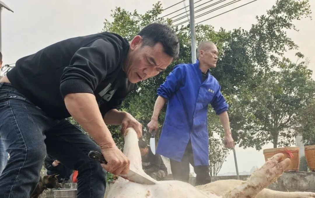 【媒体看鱼峰】多家媒体报道!鱼峰这场“年猪宴”有没有刷屏你的朋友圈→
