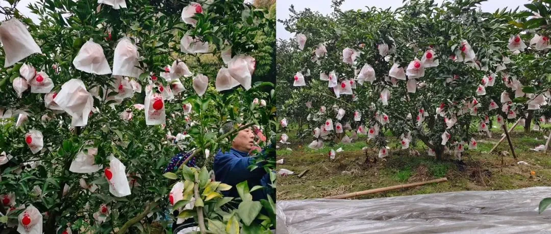 被名字耽误的“果汁炸弹”,比橙子甜,比橘子嫩。