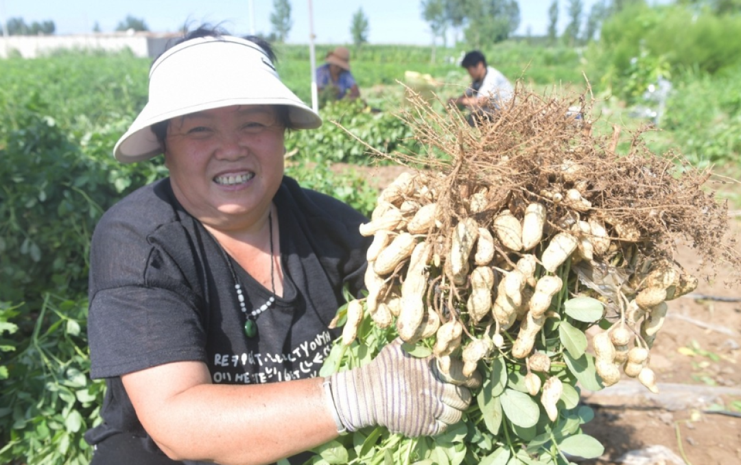 种植豆角、花生、大豆等豆科作物，别忘了两种高产肥，产量翻一番