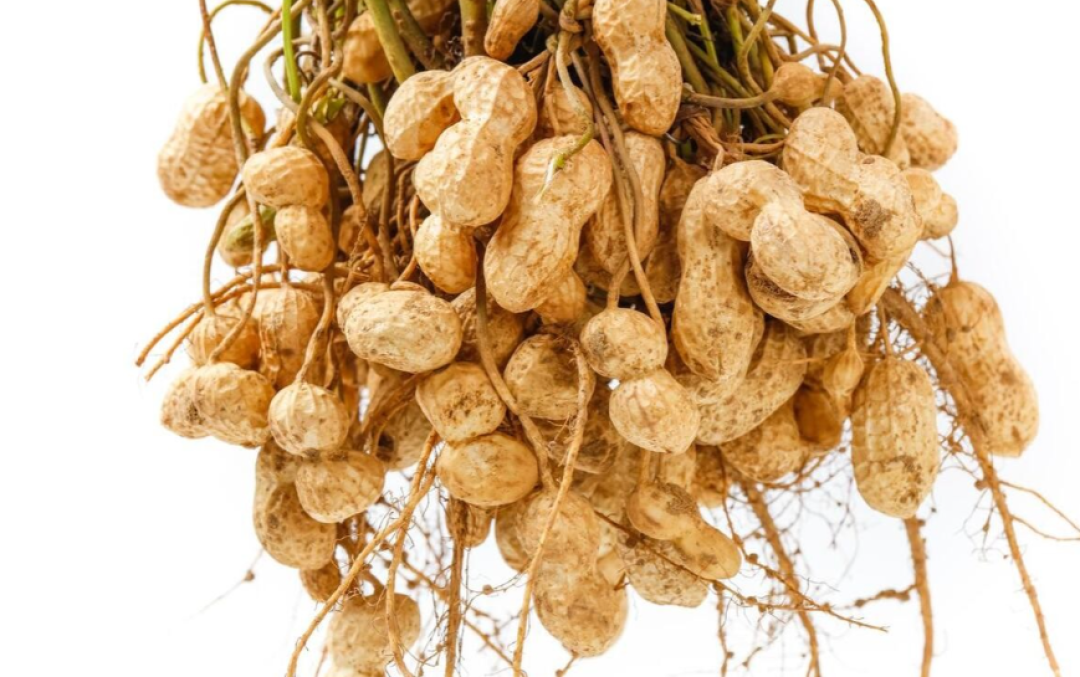 种植豆角、花生、大豆等豆科作物，别忘了两种高产肥，产量翻一番
