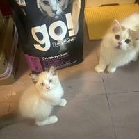 GO进口九种肉猫粮实测｜养出圆润包子脸的秘密武器✨
