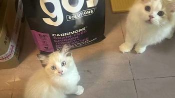GO进口九种肉猫粮实测｜养出圆润包子脸的秘密武器✨