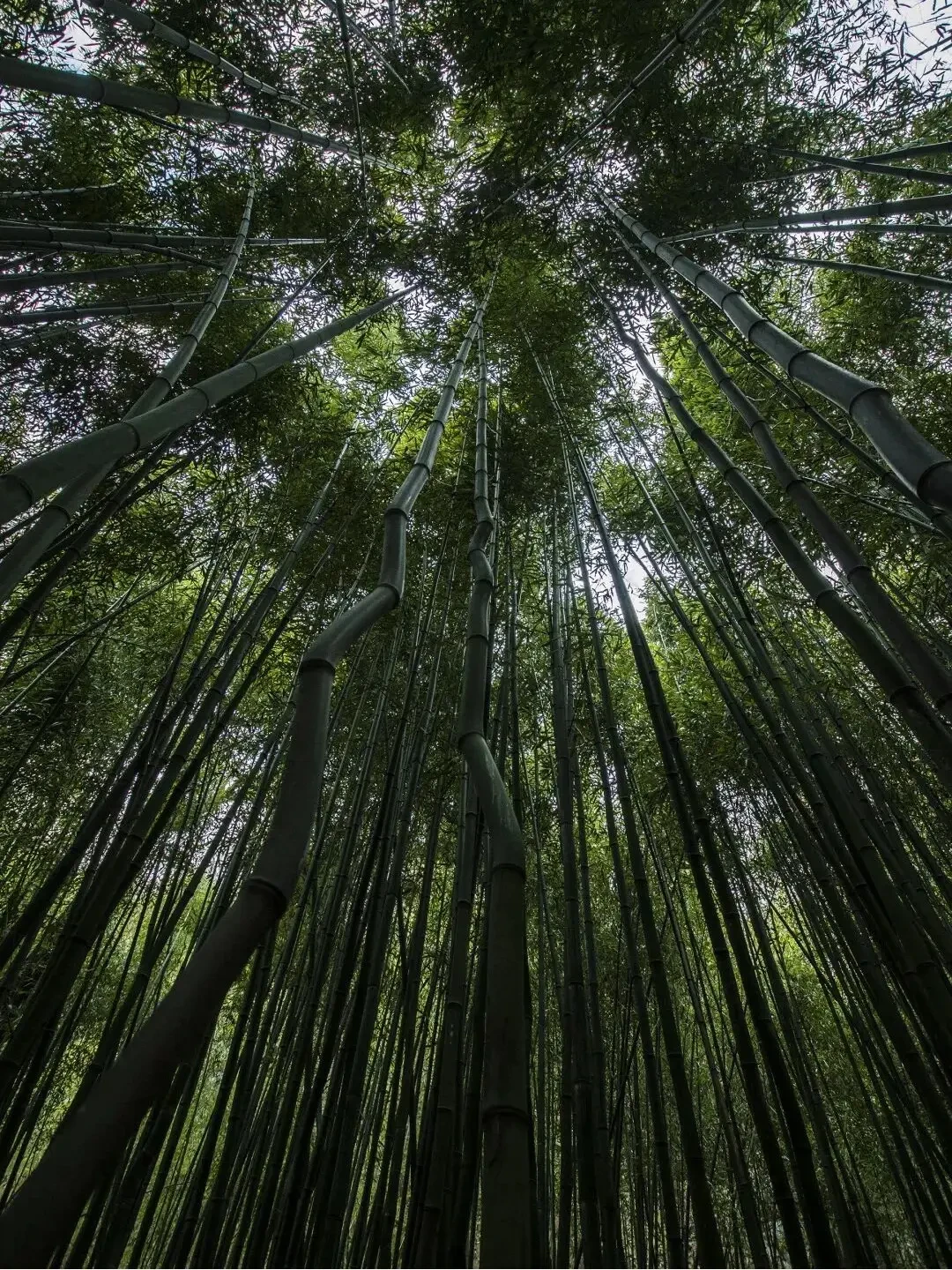 走进留坝张良——探寻汉初三杰的传奇圣地